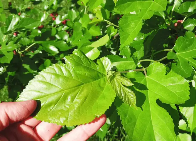 Cách Tiêu Sữa Bằng Lá Dâu Tằm