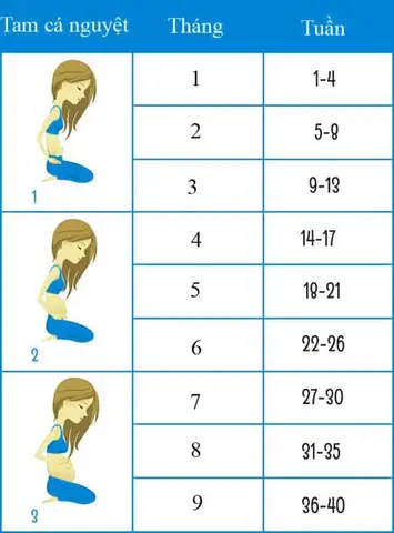 Cách Tính Tuổi Thai Theo Bề Cao Tử Cung