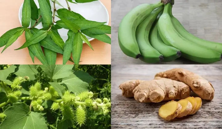 Cách Trị Lang Beng Cho Tre So Sinh Cách Trị Lang Beng Cho Tre So Sinh