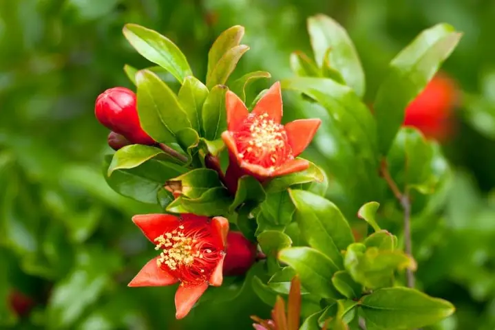 Cách Trị Tiêu Chảy Ở Bà Bầu