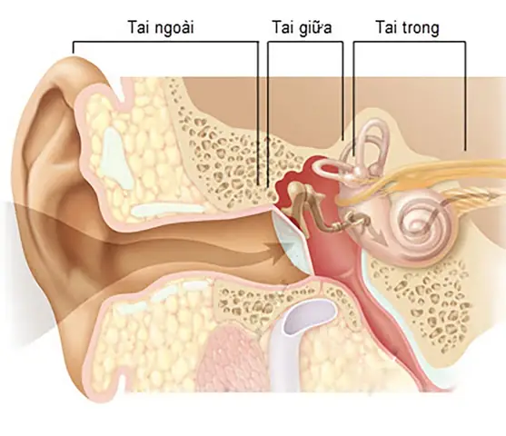 Cách Vệ Sinh Tai Bằng Nước Muối Sinh Lý