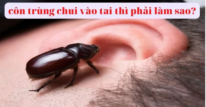Cách Xử Lý Khi Nước Vào Tai Trẻ Sơ Sinh