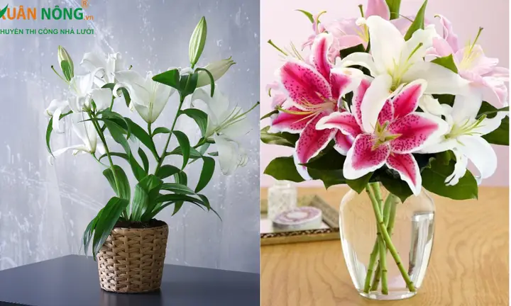 Cắm Hoa Đơn Giản Và Đẹp