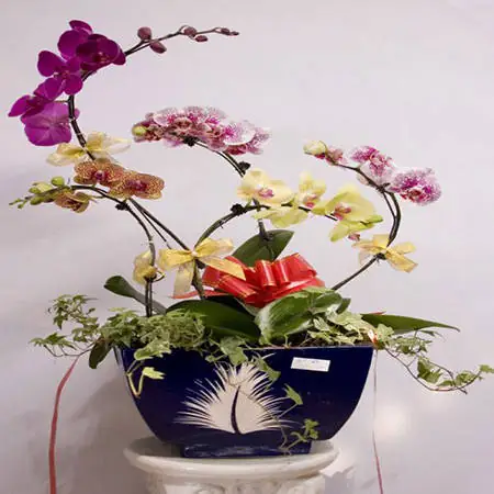 Cắm Hoa Phong Lan Nghệ Thuật