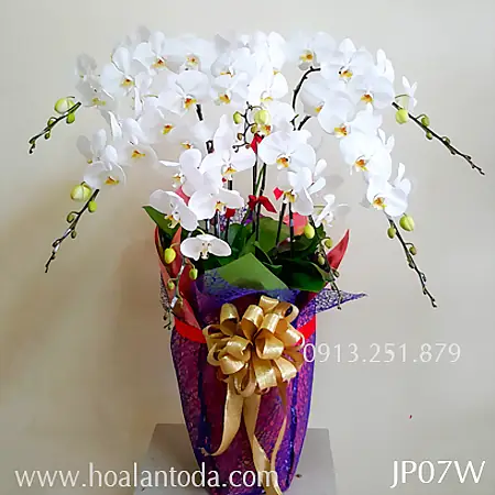 Cắm Hoa Phong Lan Nghệ Thuật
