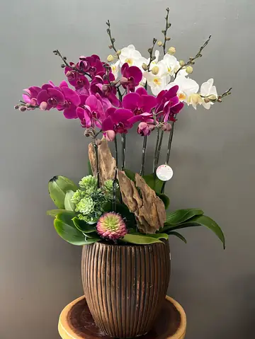 Cắm Hoa Phong Lan Nghệ Thuật