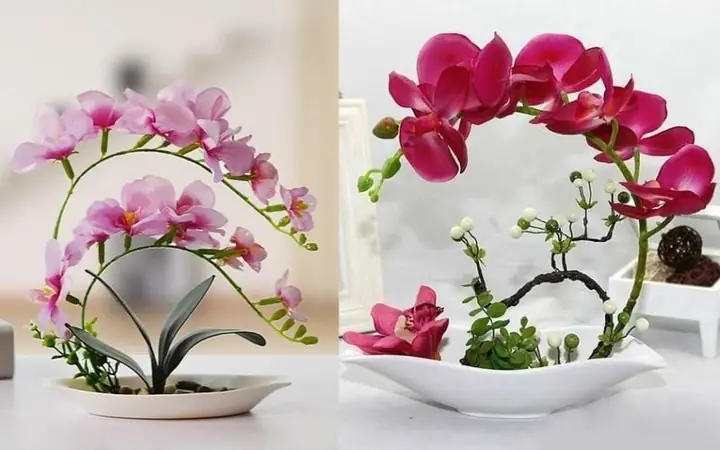 Cắm Hoa Phong Lan Nghệ Thuật