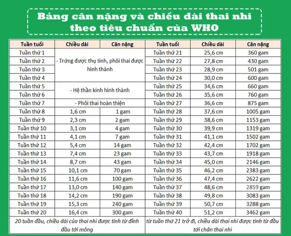 Cân Nặng Của Bé Trong Bụng Mẹ
