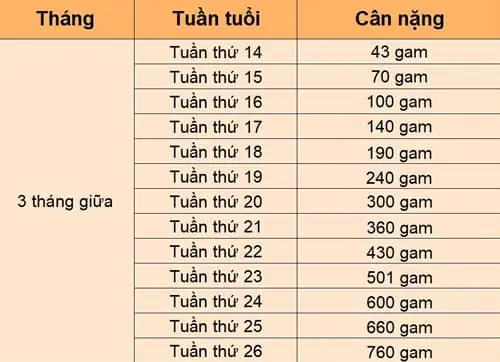 Cân Nặng Của Thai Nhi 22 Tuần Tuổi