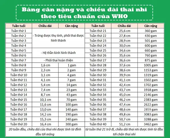 Cân Nặng Thai Nhi Lúc 31 Tuần