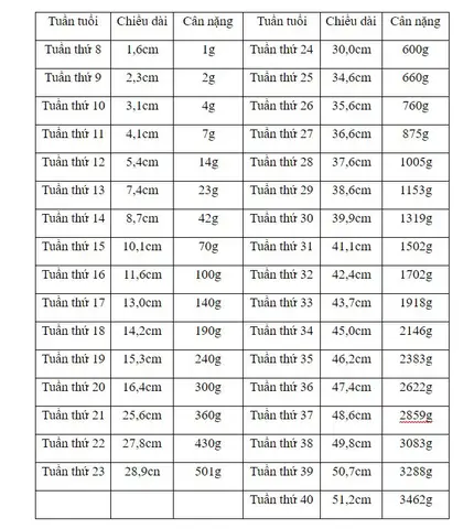 Cân Nặng Thai Nhi Lúc 31 Tuần
