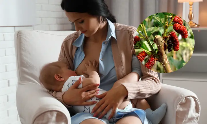 Cành Dâu Cho Trẻ Sơ Sinh