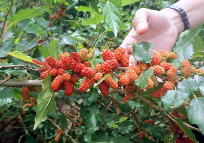 Cành Dâu Cho Trẻ Sơ Sinh
