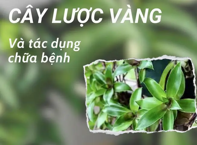 Cay Che Vang Chua Benh Gi