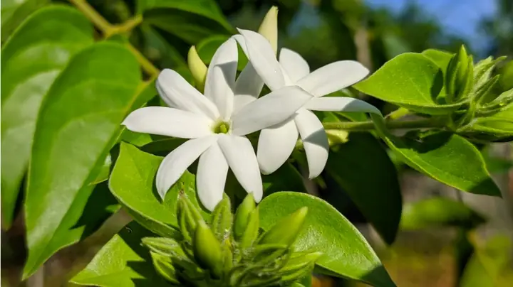 Cay Che Vang Chua Benh Gi