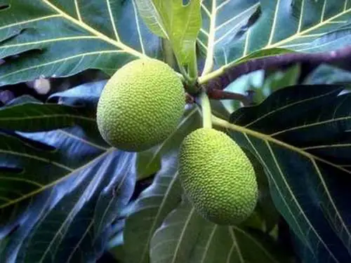 Cây Sa Chi Chữa Bệnh Gì