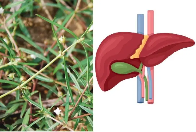 Cây Sa Chi Chữa Bệnh Gì