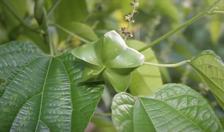 Cây Sachi Dùng Để Làm Gì