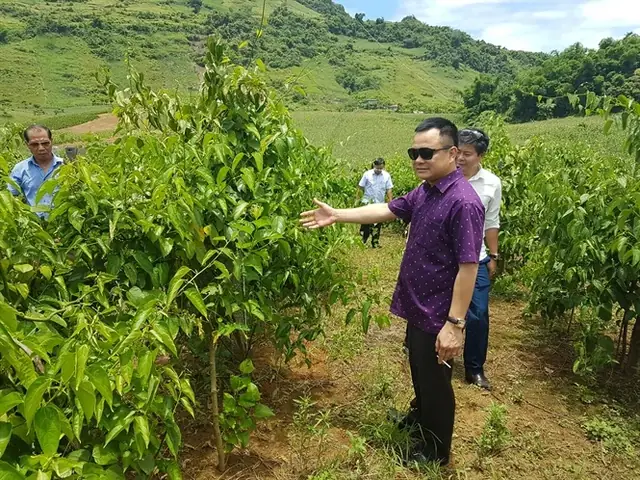 Cây Sachi Dùng Để Làm Gì