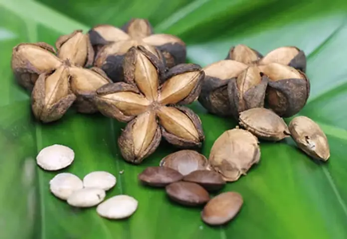 Cây Sachi Dùng Để Làm Gì