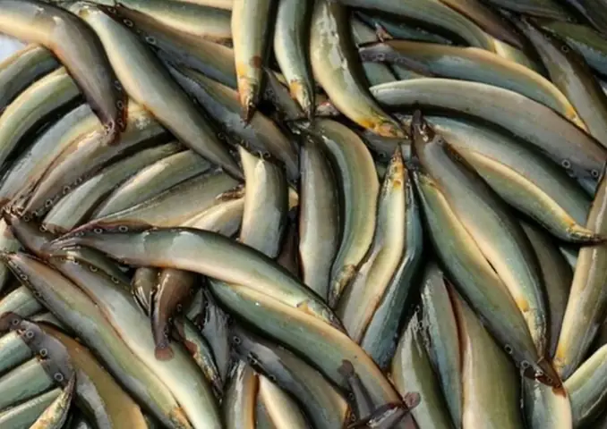 Cháo Chạch Cho Bé Ăn Dặm