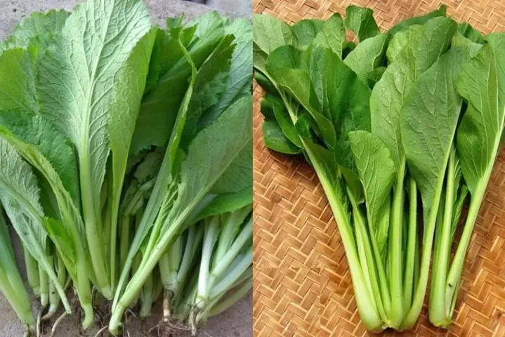 Cháo Sò Huyết Cho Bé 1 Tuổi Cháo Sò Huyết Cho Bé 1 Tuổi
