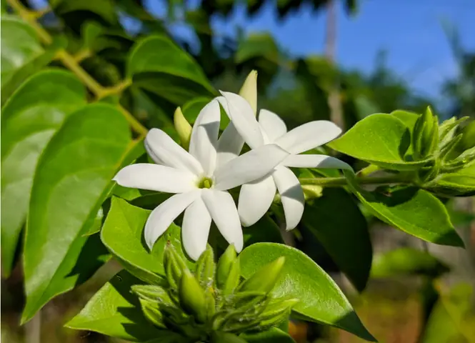 Chè Vằng Có Giảm Cân Được Không