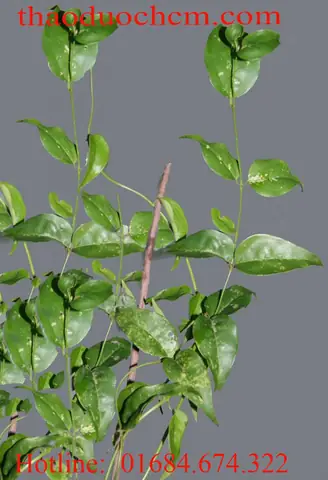 Chè Vằng Giảm Cân Mua Ở Đâu
