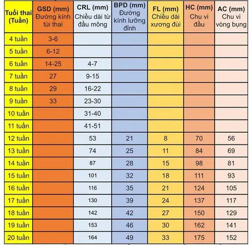 Chỉ Số Thai Nhi 21 Tuần Tuổi