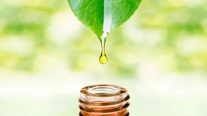Chiết Xuất Trà Xanh Có Tác Dụng Gì
