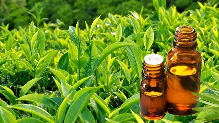 Chiết Xuất Trà Xanh Có Tác Dụng Gì
