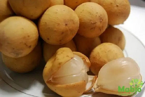 Cho Con Bú Có Ăn Được Quả Bòn Bon Không Cho Con Bú Có Ăn Được Quả Bòn Bon Không