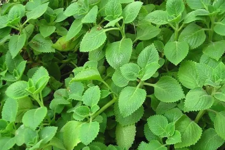 Chữa Ho Cảm Cúm Cho Trẻ Sơ Sinh