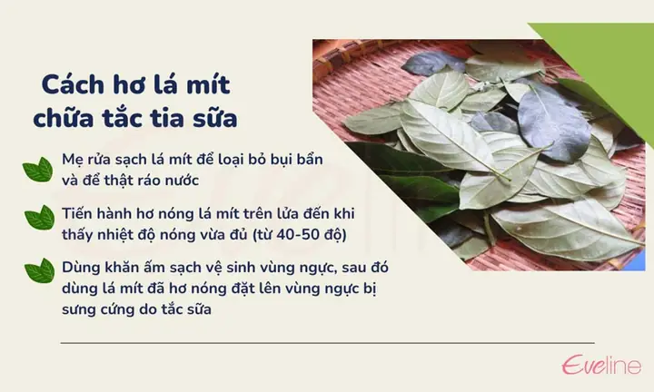 Chữa Tắc Tia Sữa Bằng Lá Mít Chữa Tắc Tia Sữa Bằng Lá Mít