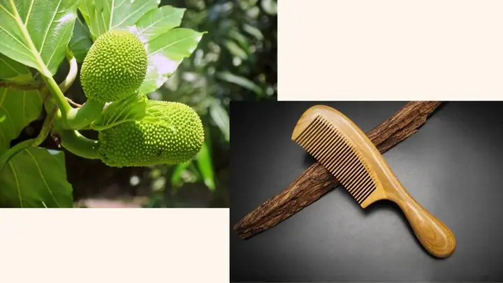 Chữa Tắc Tia Sữa Bằng Lá Mít Chữa Tắc Tia Sữa Bằng Lá Mít