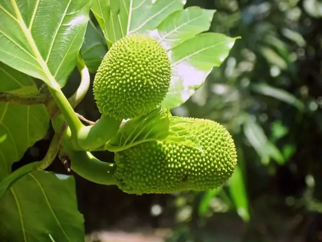 Chữa Tắc Tia Sữa Bằng Lá Mít Chữa Tắc Tia Sữa Bằng Lá Mít
