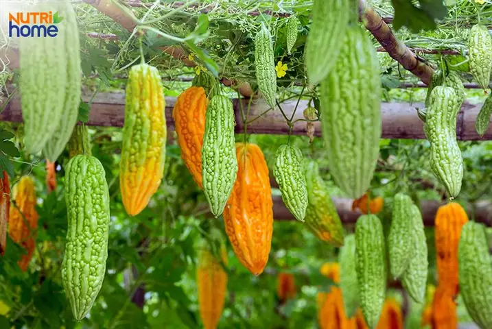 Có Bầu Ăn Canh Khổ Qua Được Không