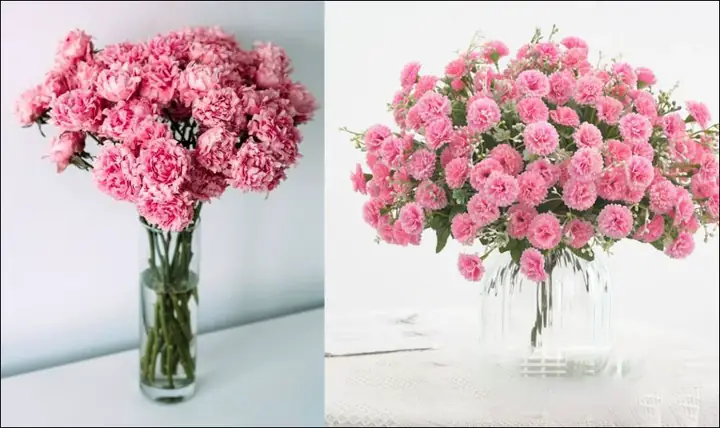 Có Nên Cắm Hoa Cẩm Chướng Ngày Tết