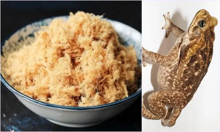 Có Nên Cho Trẻ Ăn Thịt Sớm