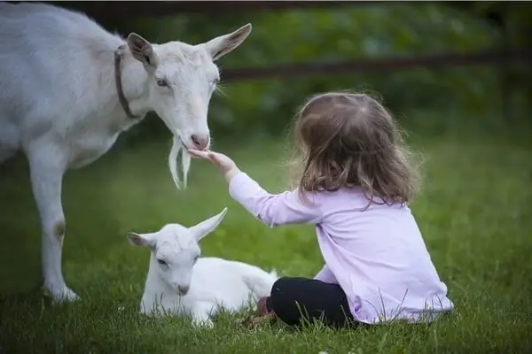 Có Nên Cho Trẻ Uống Sữa Dê Công Thức