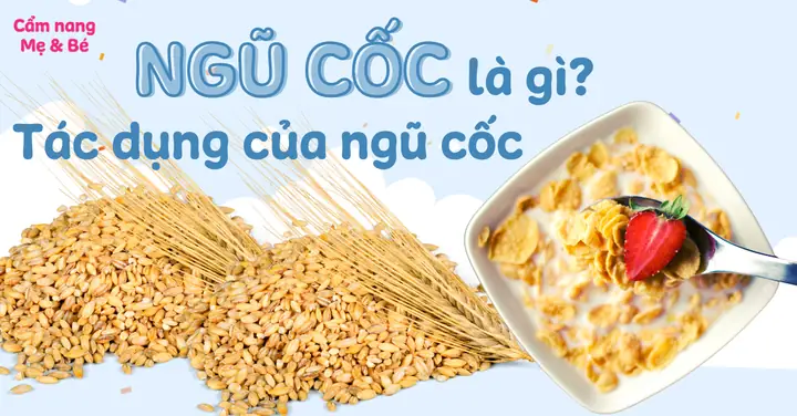 Công Dụng Của Bột Ngũ Cốc