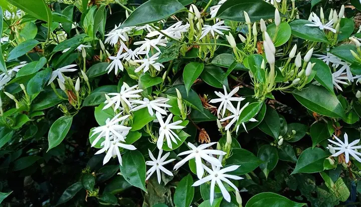 Cong Dung Cua Cao Che Vang