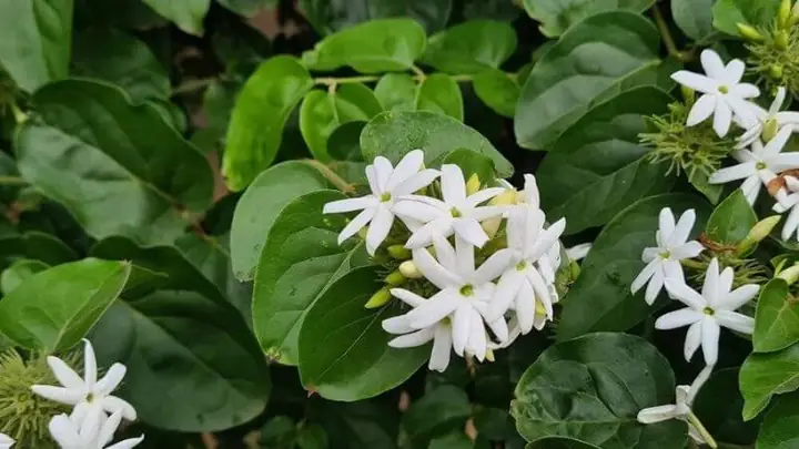 Công Dụng Của Cây Lá Vằng