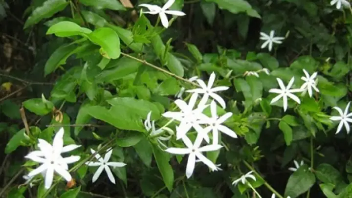 Công Dụng Của Cây Lá Vằng