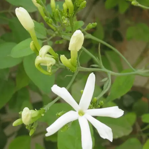 Công Dụng Của Cây Lá Vằng