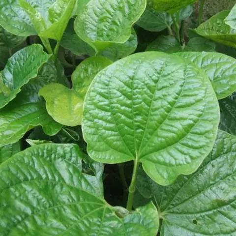 Công Dụng Của Lá Lốt Trong Làm Đẹp