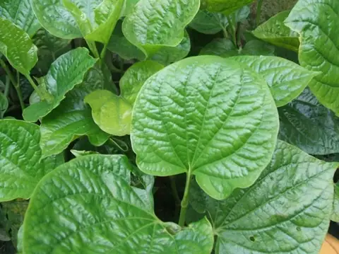 Công Dụng Của Lá Lốt Trong Làm Đẹp