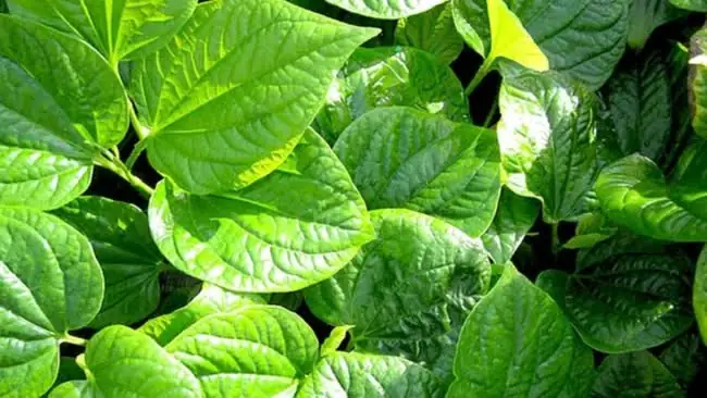 Công Dụng Của Lá Lốt Trong Làm Đẹp