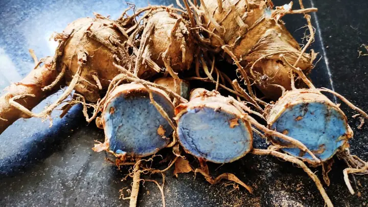 Công Dụng Của Nghệ Đen Tươi Trong Làm Đẹp