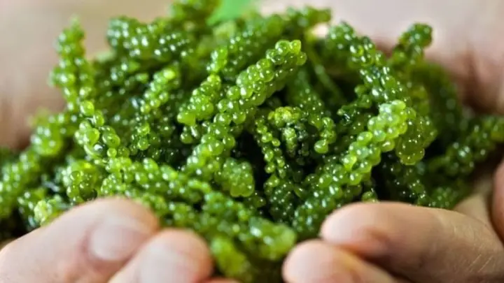 Công Dụng Của Tảo Xoắn Đắp Mặt Công Dụng Của Tảo Xoắn Đắp Mặt